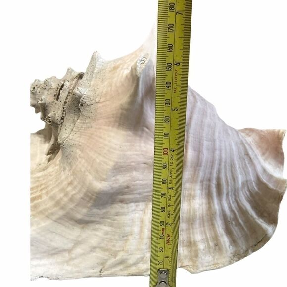 Large Beach Shell Decor - Picture 6 of 7